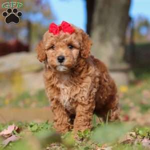 Sweet Potato, Miniature Poodle Puppy
